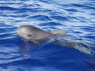 Cria de ballena
